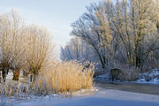 Biesbosch in wintert